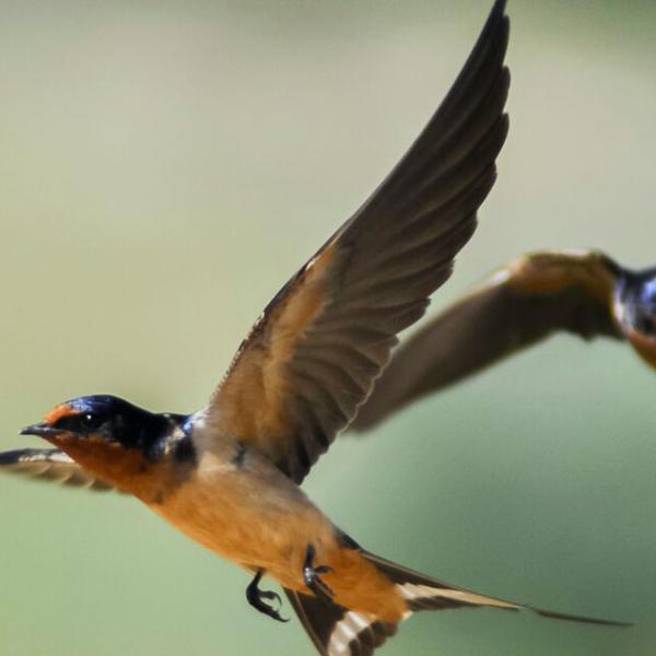 Barn swallow in flight