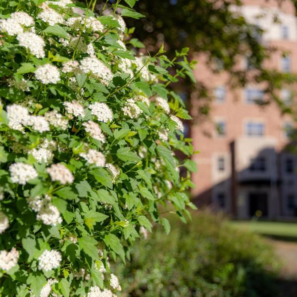 Blooms and greenery near Bear Creek
