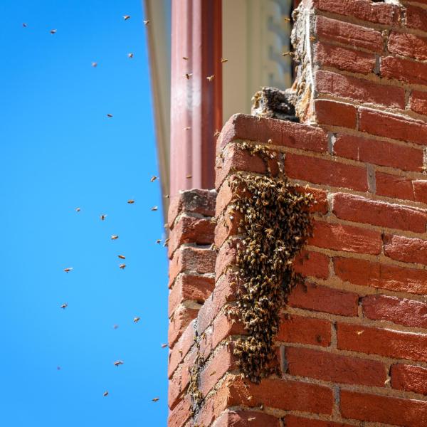 Bee colonies inside Old Main mortar