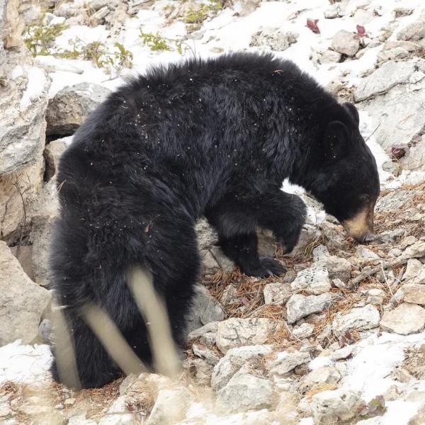 a black bear
