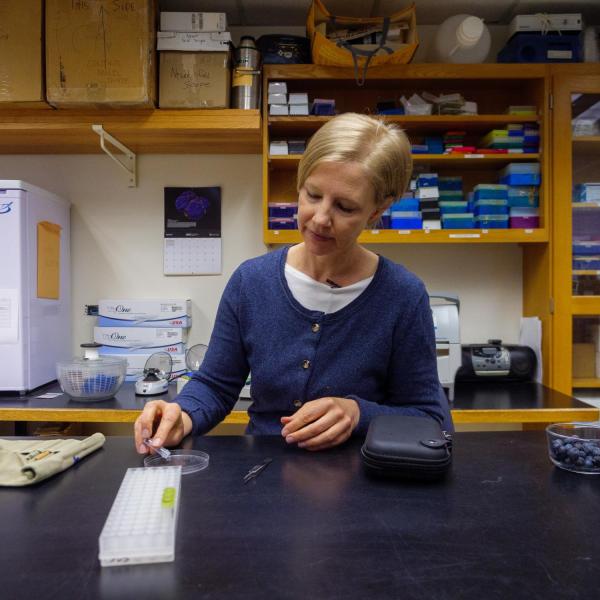 Stacey Smith, co-author on the publication and associate professor of ecology and evolutionary biology, peels the skin off of a Lantana fruit.