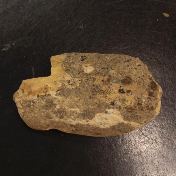 Bone fragment