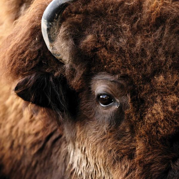Close-up image of a buffalo