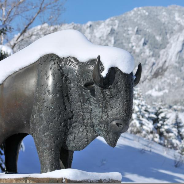 Winter snow on a bronze statue of Ralphie, CU Boulder's mascot.