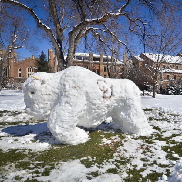 Snow buffalo