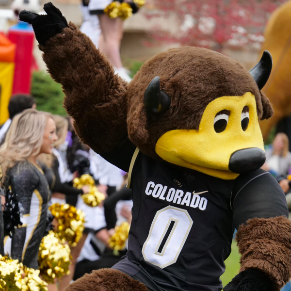 Chip the buffalo