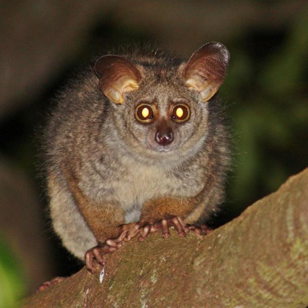 Bushbaby in a tree at night
