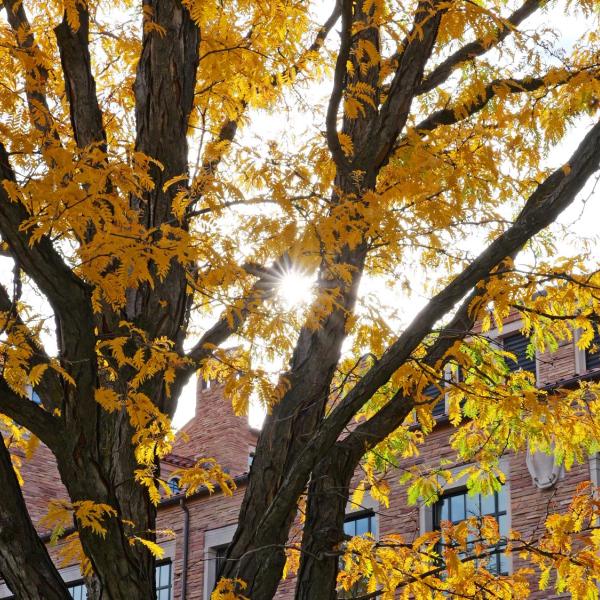 Treetop with golden leaves and a sandstone building in the background