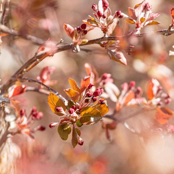 spring blooms on campus