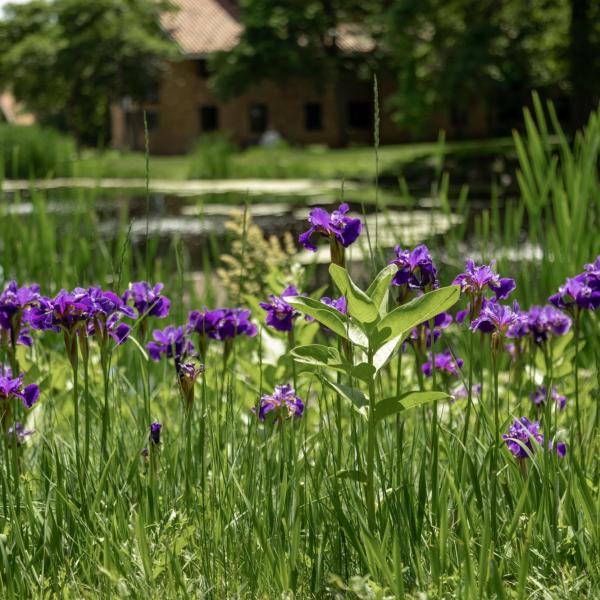 Purple flowers near a pond on campus