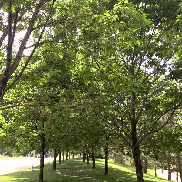 Two rows of trees on CU Boulder campus