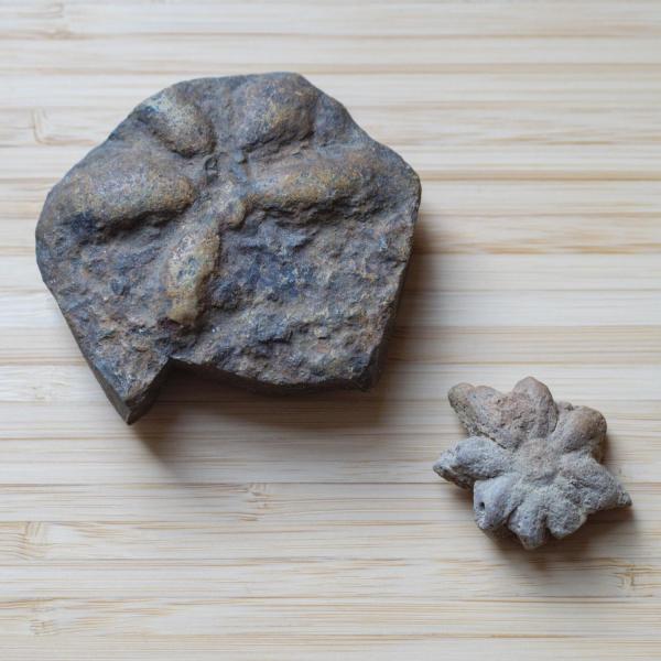 Two fossils lay out on a table