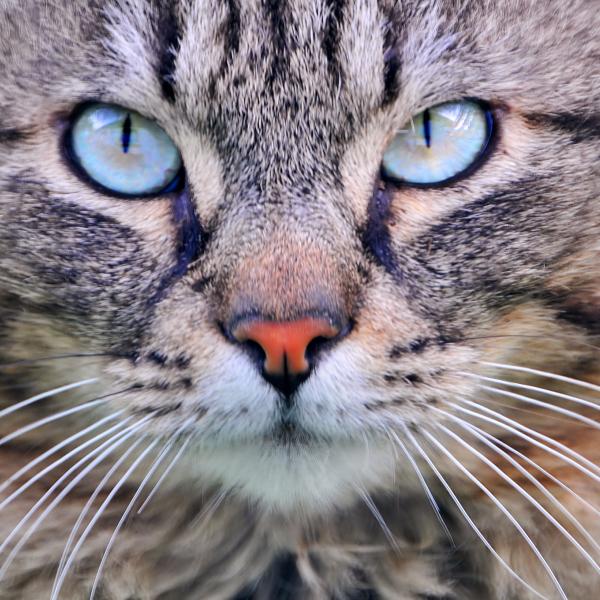 Cat with turquoise eyes (Tambako The Jaguar/Flickr)