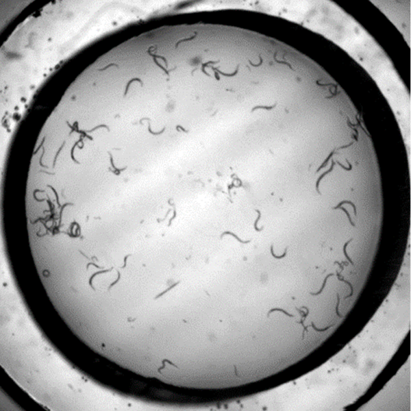 Microscope view of many small worms swimming in a well of liquid