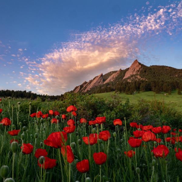 Red poppies in a field in front of Flatirons