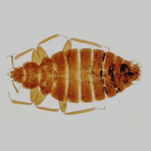 Dorsal view of a microscope-slide bed bug specimen