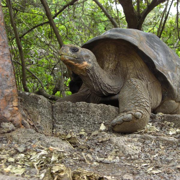 a galapagos tortoise