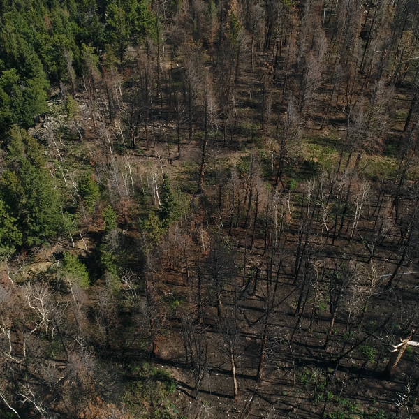 A forest of pine trees