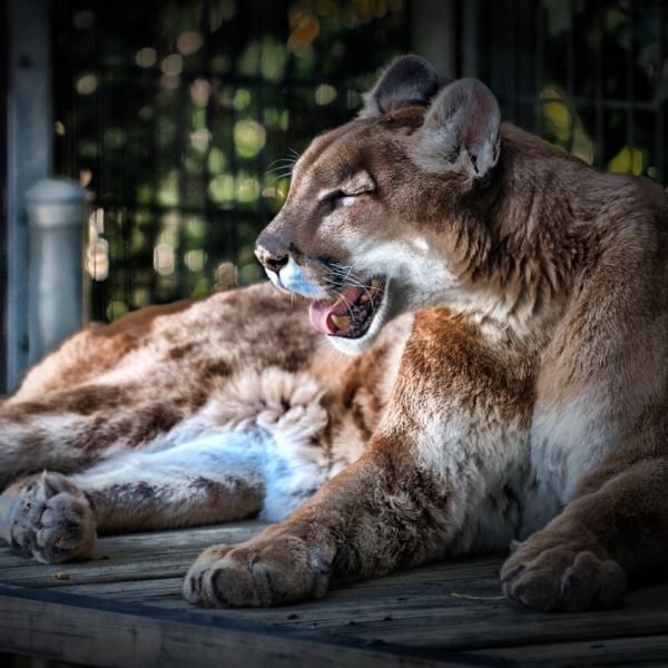 A mountain lion at a zoo.
