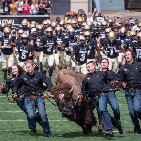 Colorado football entering Folsom Field behind Ralphie