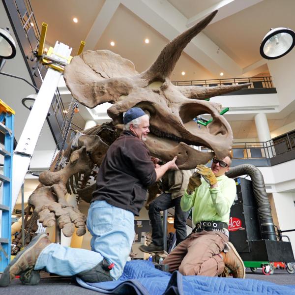 A plaster cast of a life-size Triceratops being installed in the lobby of a building.