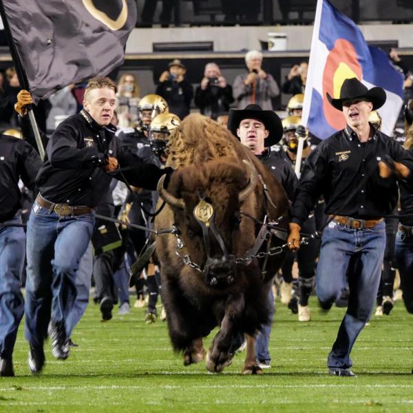 Ralphie and handlers storm the football field before game