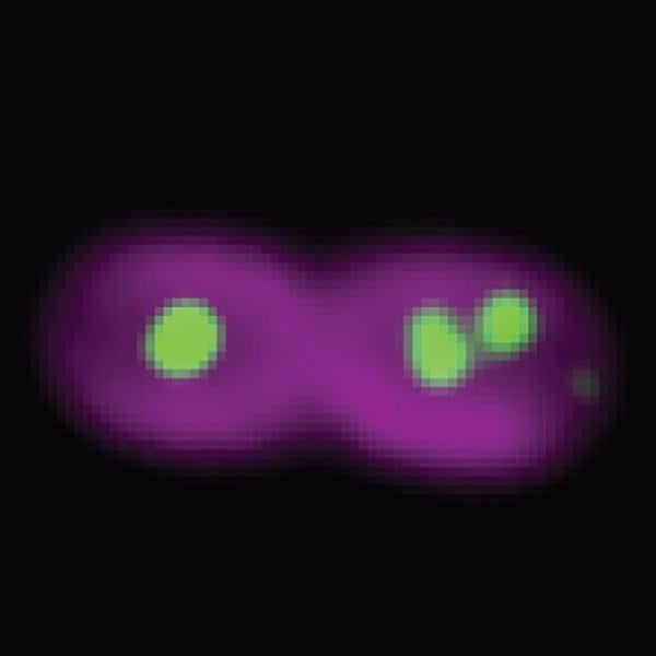 Two pairs of cyanobacteria cells dividing under the microscope.