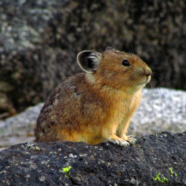 Pika
