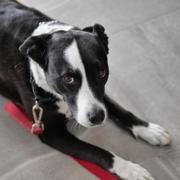 Dog pain story