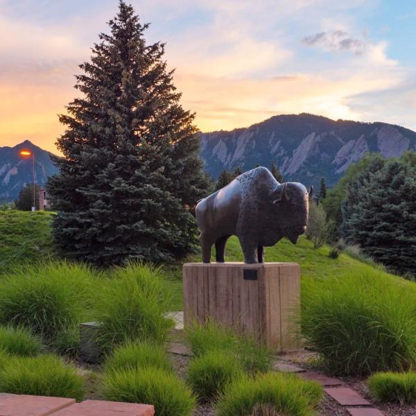 Buffalo sculpture on campus