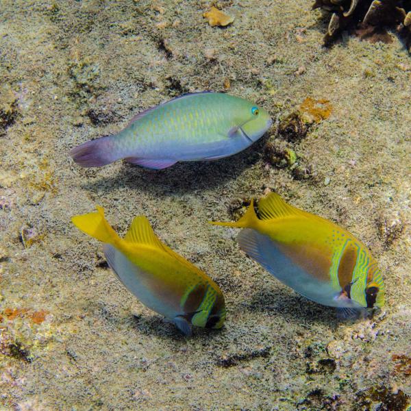 Coral reef fish