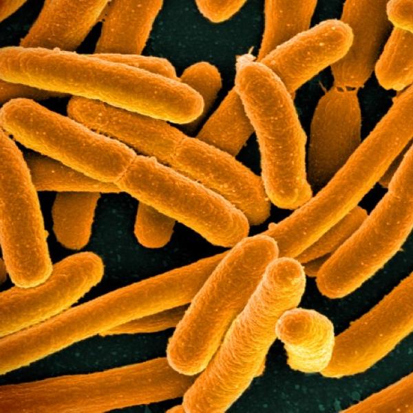 E. coli