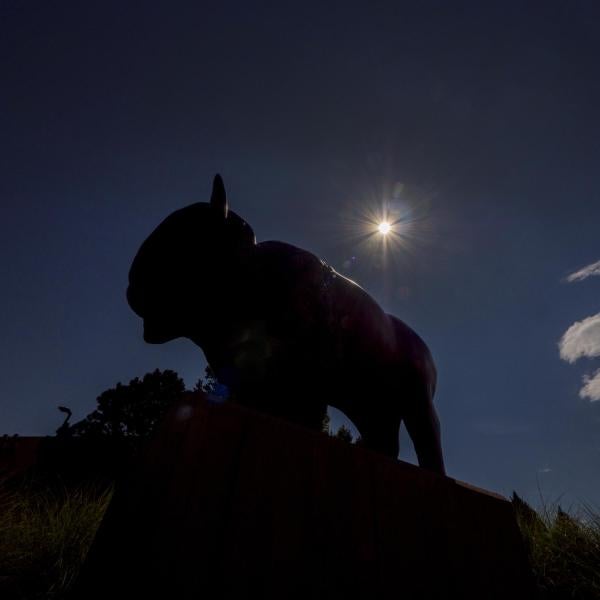 Silhouette of a buffalo statue