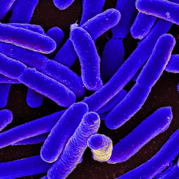 E. coli