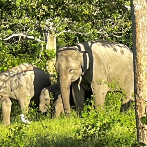 elephants