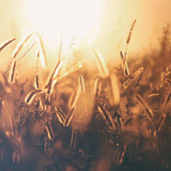 field of grass