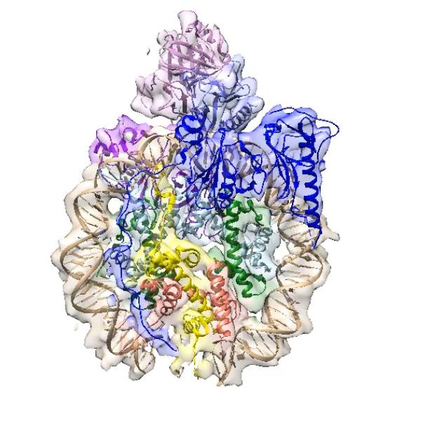 Visualization of the structure of the FACT protein