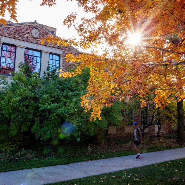 Sun peaking through golden leaves on campus