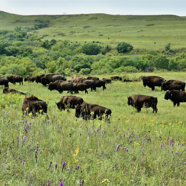 Bison grazing in Konza prairie, Kansas