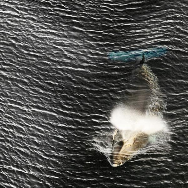 whale swimming in ocean