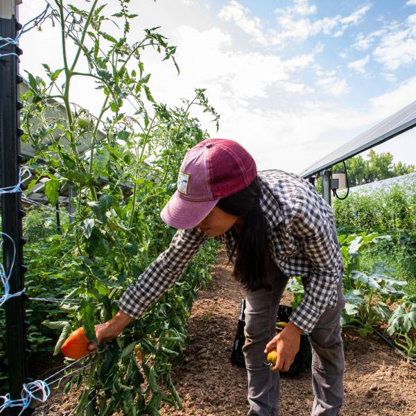 woman farming