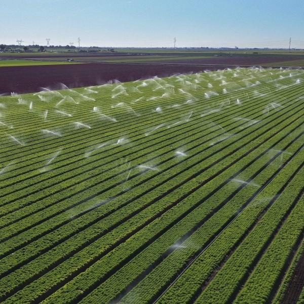Sprinklers watering a lettuce field in Holtville, California, with Colorado River water.