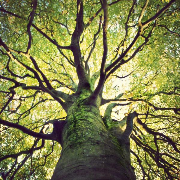 Tree of Life