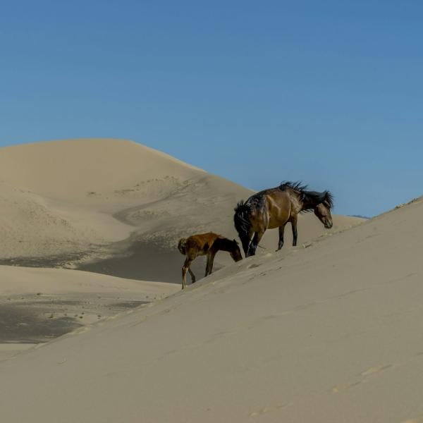 Wild horses
