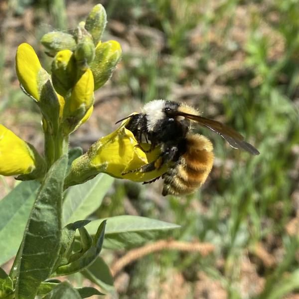 A white-shouldered bumblebee visits the flowers of a goldenbanner.