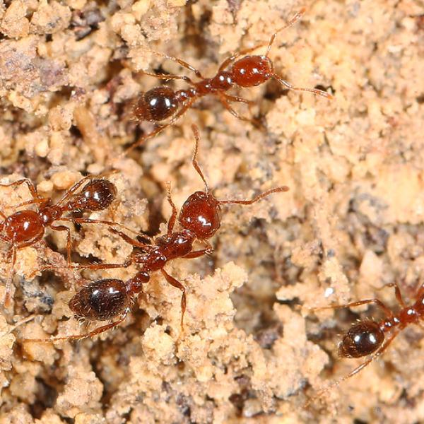 Several fire ants crawl on the ground