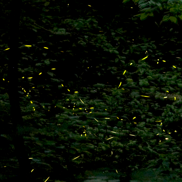 Stacked photo of fireflies flashing in a forest.