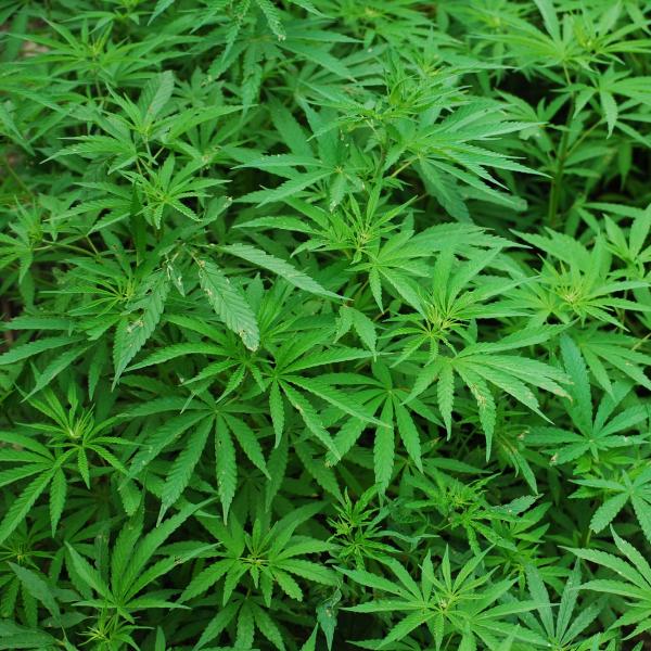 cannabis plants