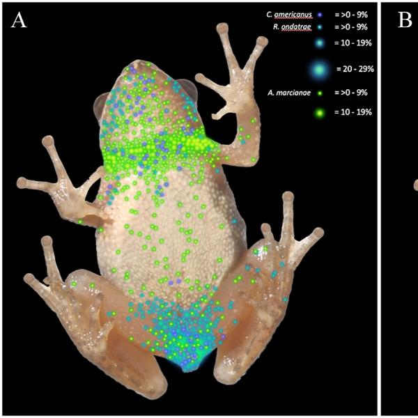 illustrations showing infection in frogs