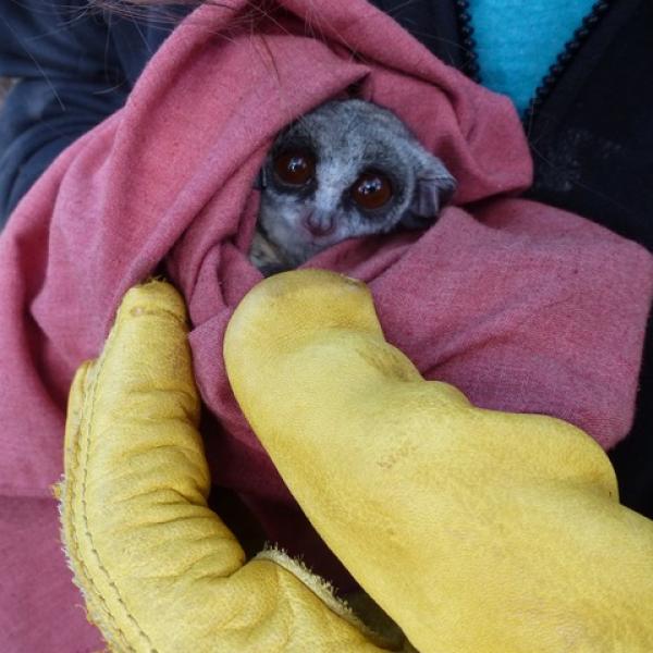 Galago moholi bundled up in a cloth